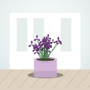 Flori de Apartament Oxalis Purple Charm - imagine 3
