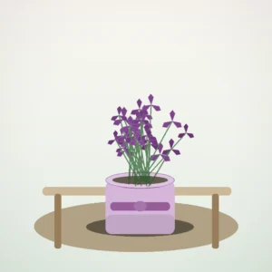 Flori de Apartament Oxalis Purple Charm - imagine 4