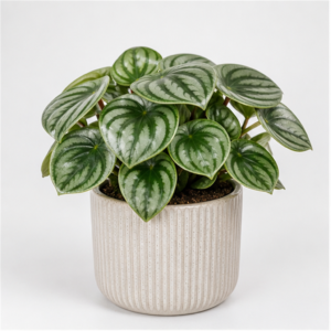 Flori de Apartament Peperomia Watermelon Fresh Desk - imagine 1