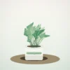 Flori de Apartament Peperomia Watermelon Fresh Desk - imagine 1