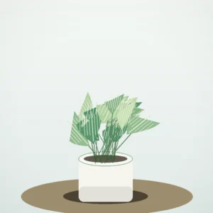 Flori de Apartament Peperomia Watermelon Fresh Desk - imagine 2