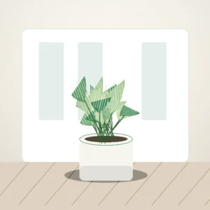 Flori de Apartament Peperomia Watermelon Fresh Desk - imagine 3