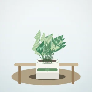 Flori de Apartament Peperomia Watermelon Fresh Desk - imagine 4