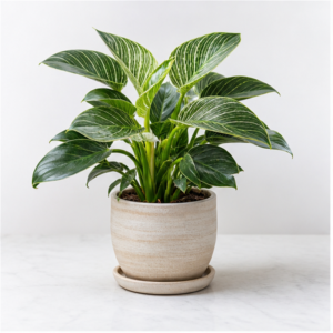 Flori de Apartament Philodendron Birkin Urban Leaf - imagine 1