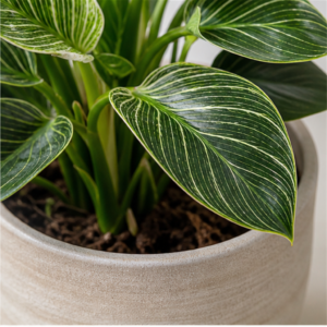 Flori de Apartament Philodendron Birkin Urban Leaf - imagine 2