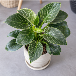 Flori de Apartament Philodendron Birkin Urban Leaf - imagine 4