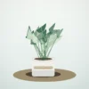 Flori de Apartament Philodendron Birkin Urban Leaf - imagine 1