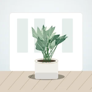 Flori de Apartament Philodendron Birkin Urban Leaf - imagine 3