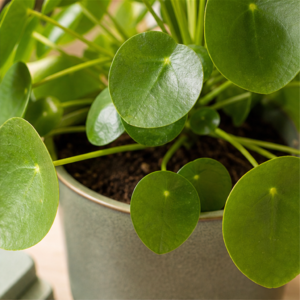Flori de Apartament Pilea Coin Plant - imagine 2