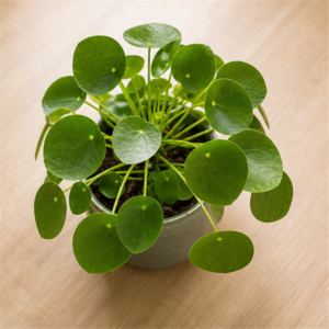 Flori de Apartament Pilea Coin Plant - imagine 4