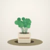 Flori de Apartament Pilea Coin Plant - imagine 1