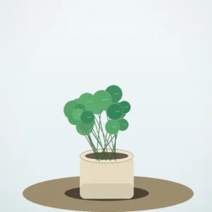 Flori de Apartament Pilea Coin Plant - imagine 2