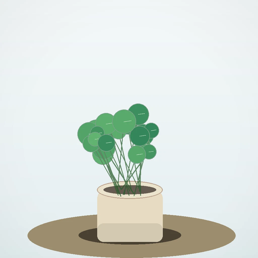 Flori de Apartament Pilea Coin Plant - imagine 2
