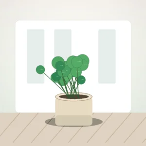 Flori de Apartament Pilea Coin Plant - imagine 3