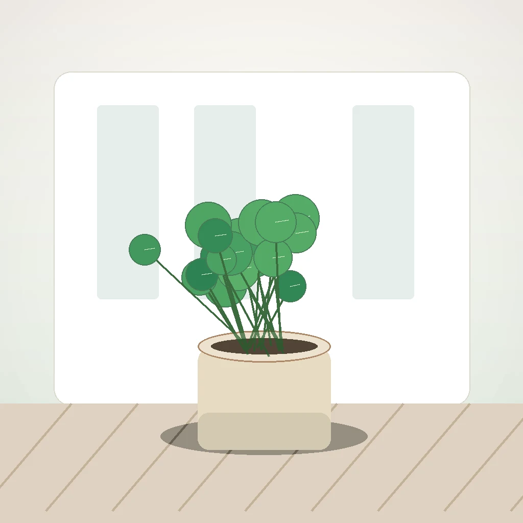 Flori de Apartament Pilea Coin Plant - imagine 3