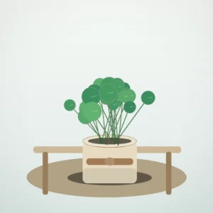 Flori de Apartament Pilea Coin Plant - imagine 4