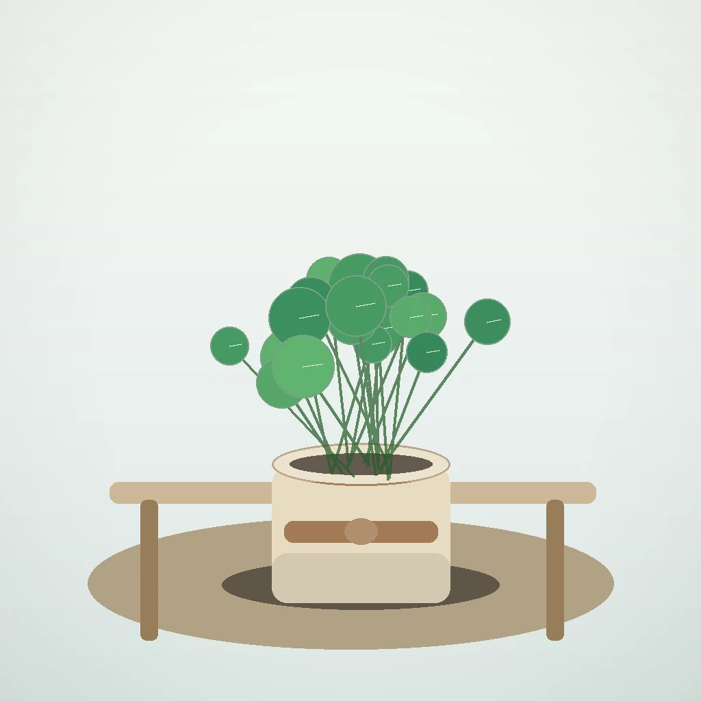 Flori de Apartament Pilea Coin Plant - imagine 4