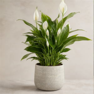 Flori de Apartament Spathiphyllum Peace Glow - imagine 1