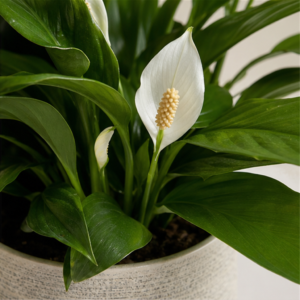 Flori de Apartament Spathiphyllum Peace Glow - imagine 2