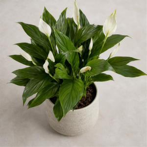 Flori de Apartament Spathiphyllum Peace Glow - imagine 4