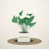 Flori de Apartament Spathiphyllum Peace Glow - imagine 1