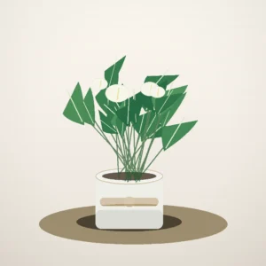 Flori de Apartament Spathiphyllum Peace Glow - imagine 1