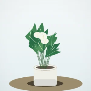 Flori de Apartament Spathiphyllum Peace Glow - imagine 2