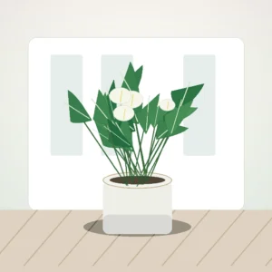Flori de Apartament Spathiphyllum Peace Glow - imagine 3
