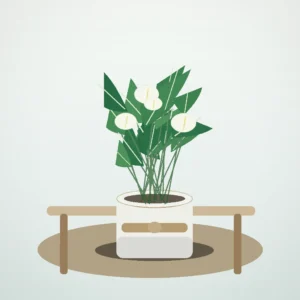 Flori de Apartament Spathiphyllum Peace Glow - imagine 4