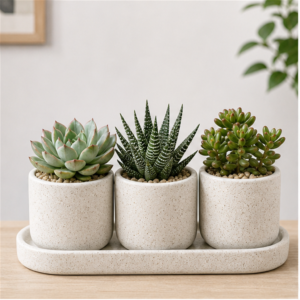 Flori de Apartament Suculente Trio Nordic - imagine 1