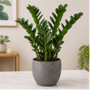 Flori de Apartament Zamioculcas Zen Office - imagine 1