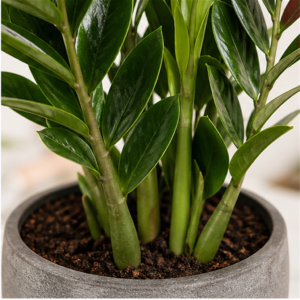 Flori de Apartament Zamioculcas Zen Office - imagine 2
