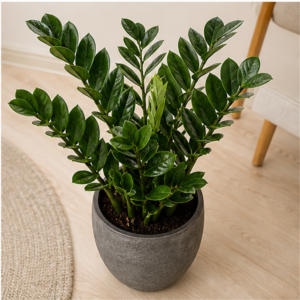 Flori de Apartament Zamioculcas Zen Office - imagine 4