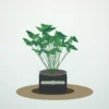 Flori de Apartament Zamioculcas Zen Office - imagine 1