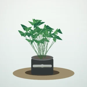 Flori de Apartament Zamioculcas Zen Office - imagine 1