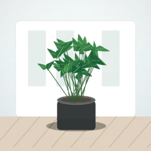 Flori de Apartament Zamioculcas Zen Office - imagine 3