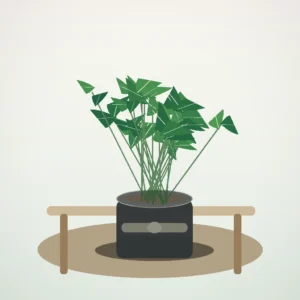 Flori de Apartament Zamioculcas Zen Office - imagine 4