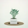 Flori de Cameră Aglaonema Silver Calm - imagine 1