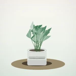 Flori de Cameră Aglaonema Silver Calm - imagine 1