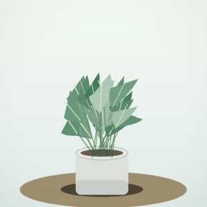 Flori de Cameră Aglaonema Silver Calm - imagine 2