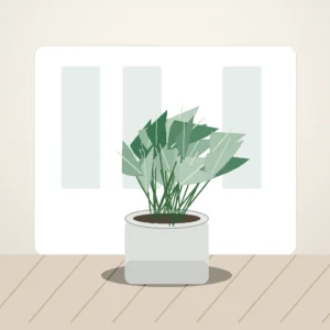Flori de Cameră Aglaonema Silver Calm - imagine 3