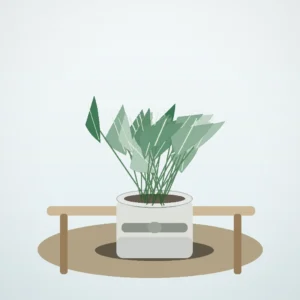Flori de Cameră Aglaonema Silver Calm - imagine 4