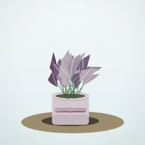 Flori de Cameră Begonia Rex Velvet Leaf - imagine 1