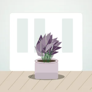 Flori de Cameră Begonia Rex Velvet Leaf - imagine 3
