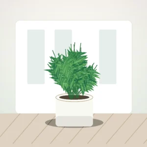 Flori de Cameră Chamaedorea Palm Fresh Corner - imagine 3