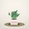 Flori de Cameră Cyclamen Bright Window - imagine 1