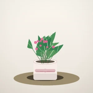 Flori de Cameră Cyclamen Bright Window - imagine 1