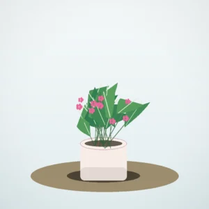 Flori de Cameră Cyclamen Bright Window - imagine 2