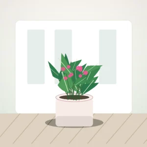 Flori de Cameră Cyclamen Bright Window - imagine 3