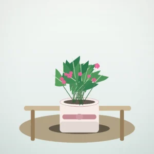Flori de Cameră Cyclamen Bright Window - imagine 4